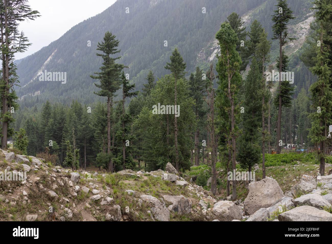 Deodar lush green forest in the kumrat valley Stock Photo