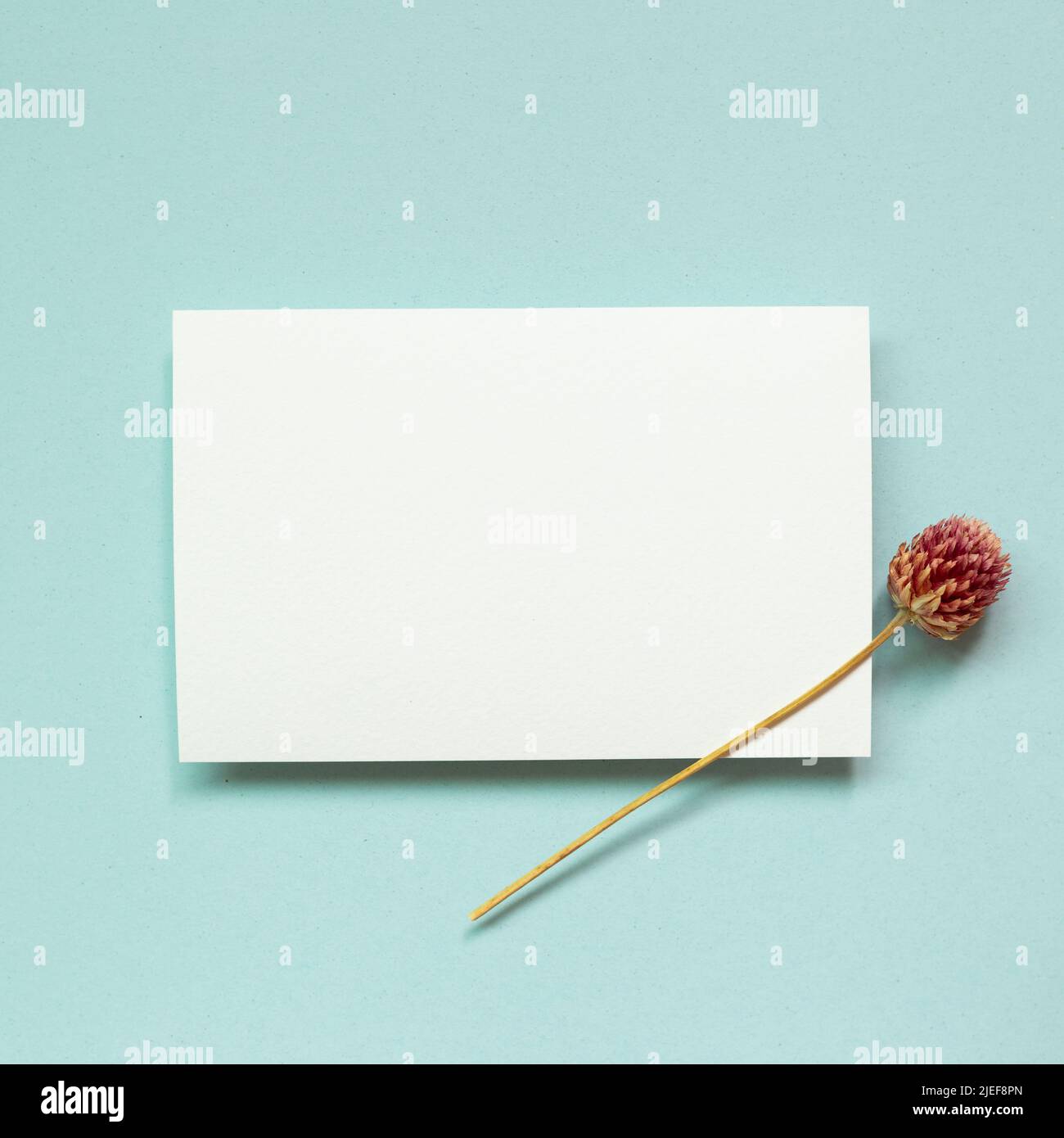 Blank white memo paper with dry flower on blue background. top view, copy space Stock Photo