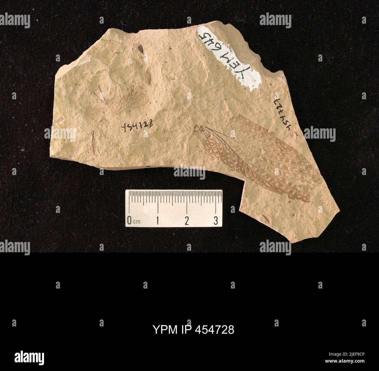 Undet tettigoniidae hires stock photography and images Alamy