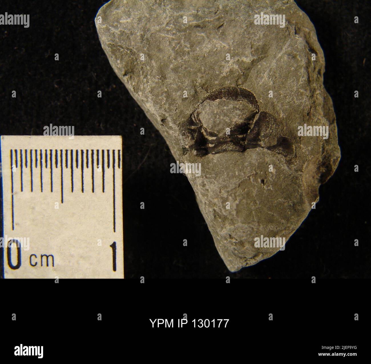 Ordovician sea life hi-res stock photography and images - Alamy