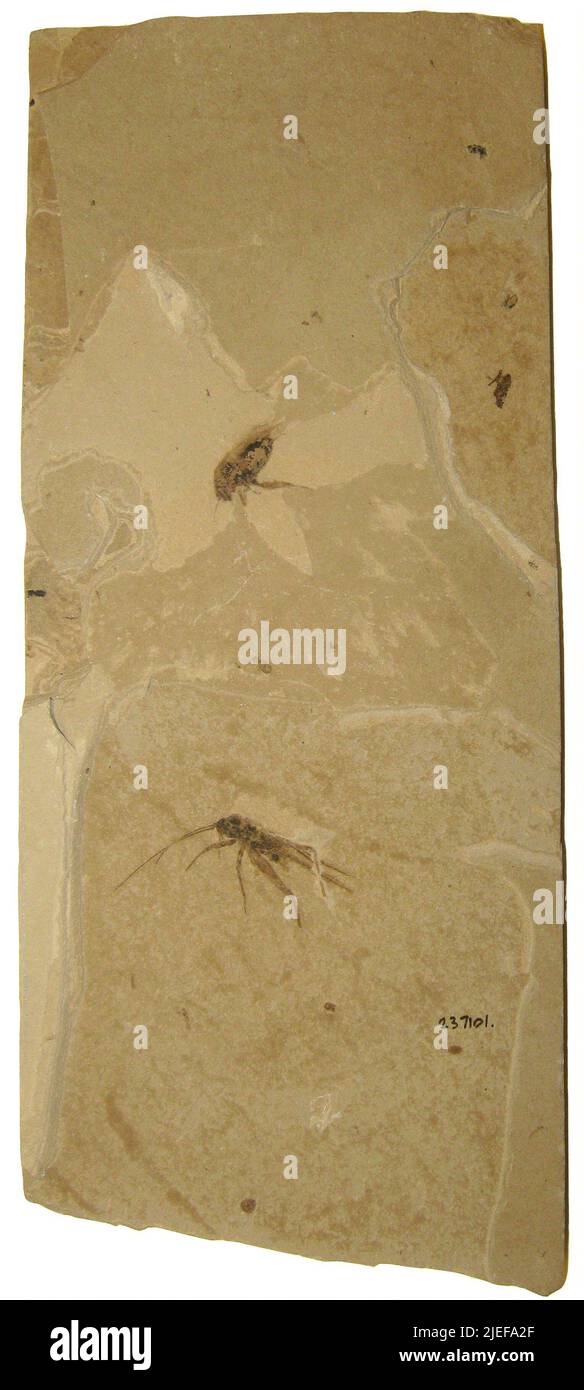 Gryllidae. Stock Photo