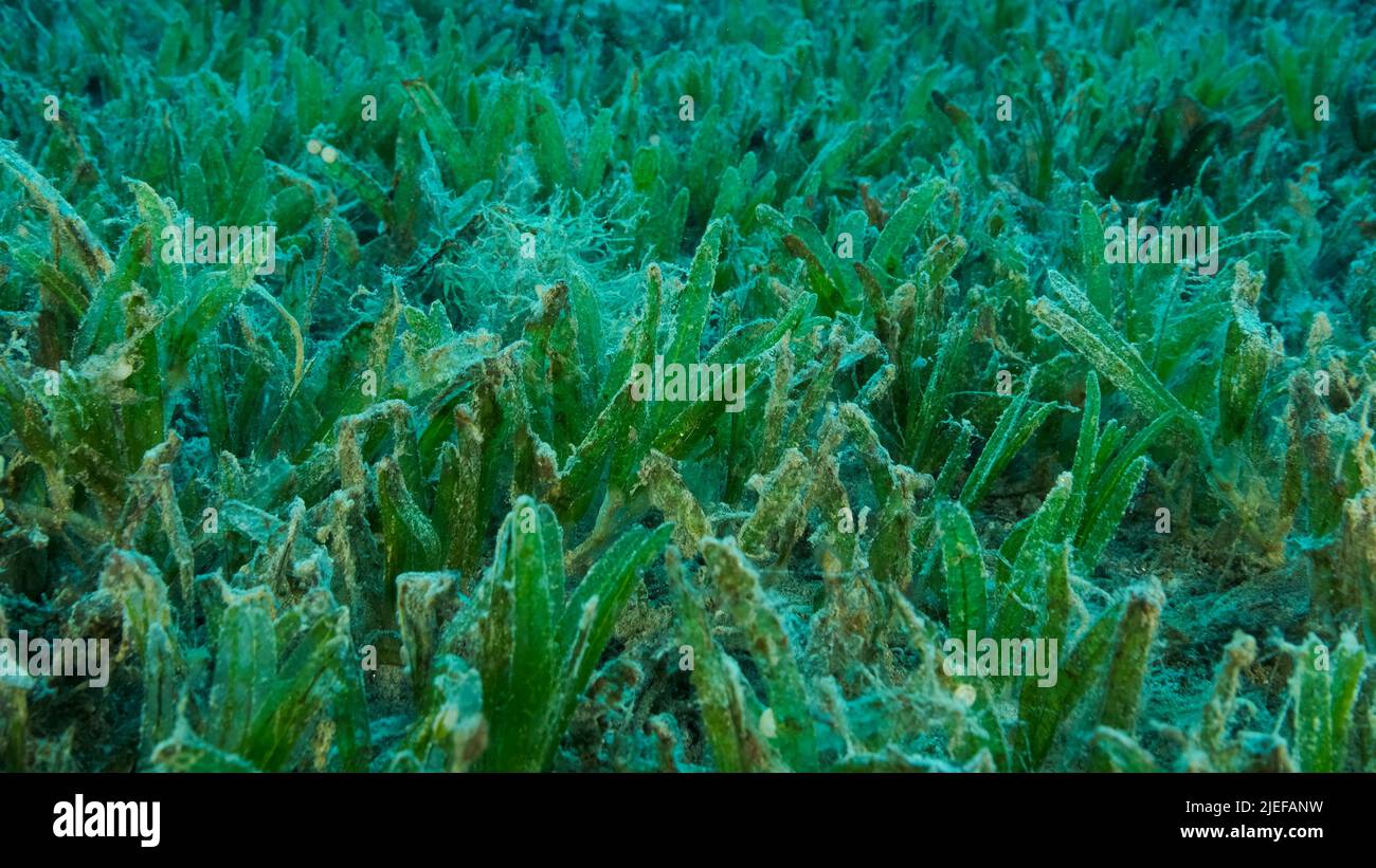 Red Sea, Egypt. 26th June, 2022. Close-up of the Halophila seagrass. Camera moving forwards above seabed covered with green seagrass. Underwater landscape. Red sea, Egypt (Credit Image: © Andrey Nekrasov/ZUMA Press Wire) Stock Photo