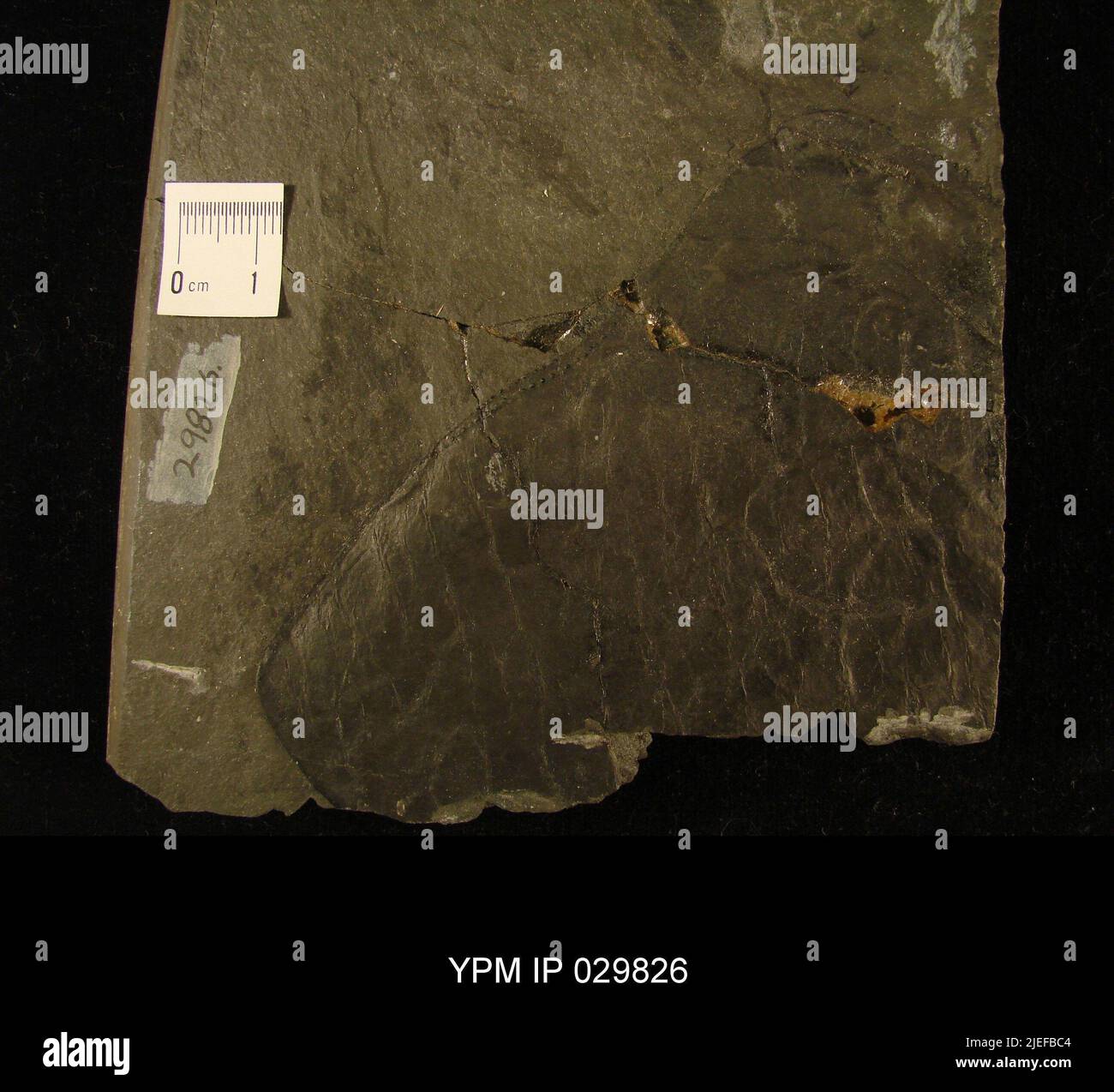 Slimonia acuminata salter animalia hires stock photography and images