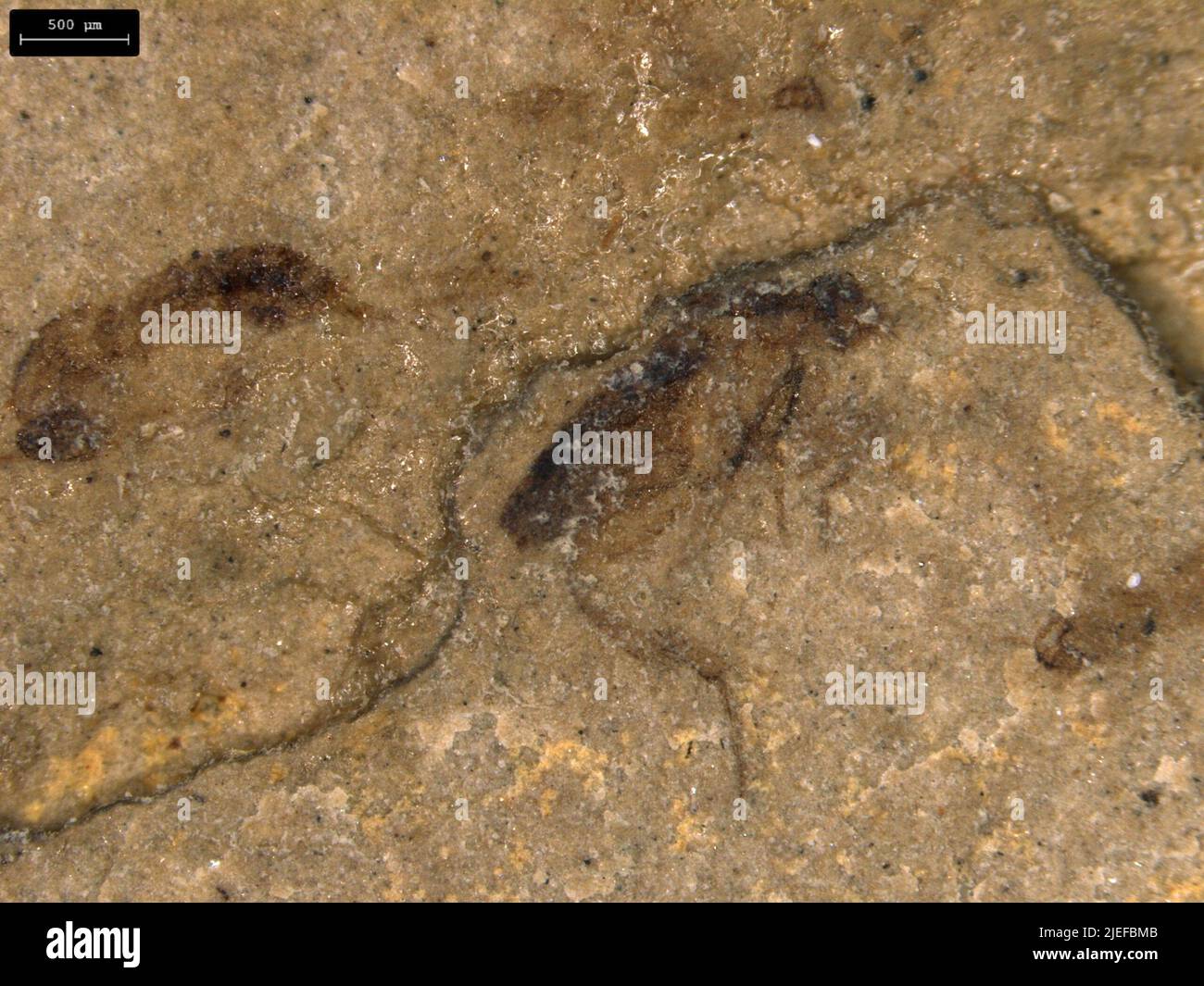 Cockroaches are insects of the order blattodea hi-res stock photography ...