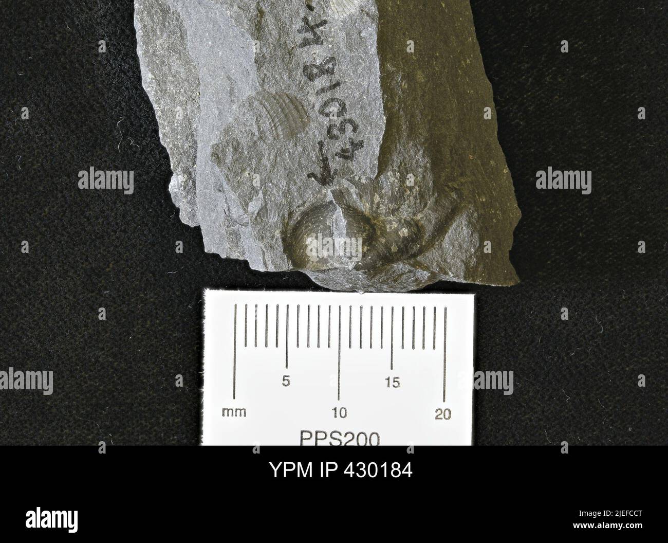 Phylum porifera classification hi-res stock photography and images - Alamy