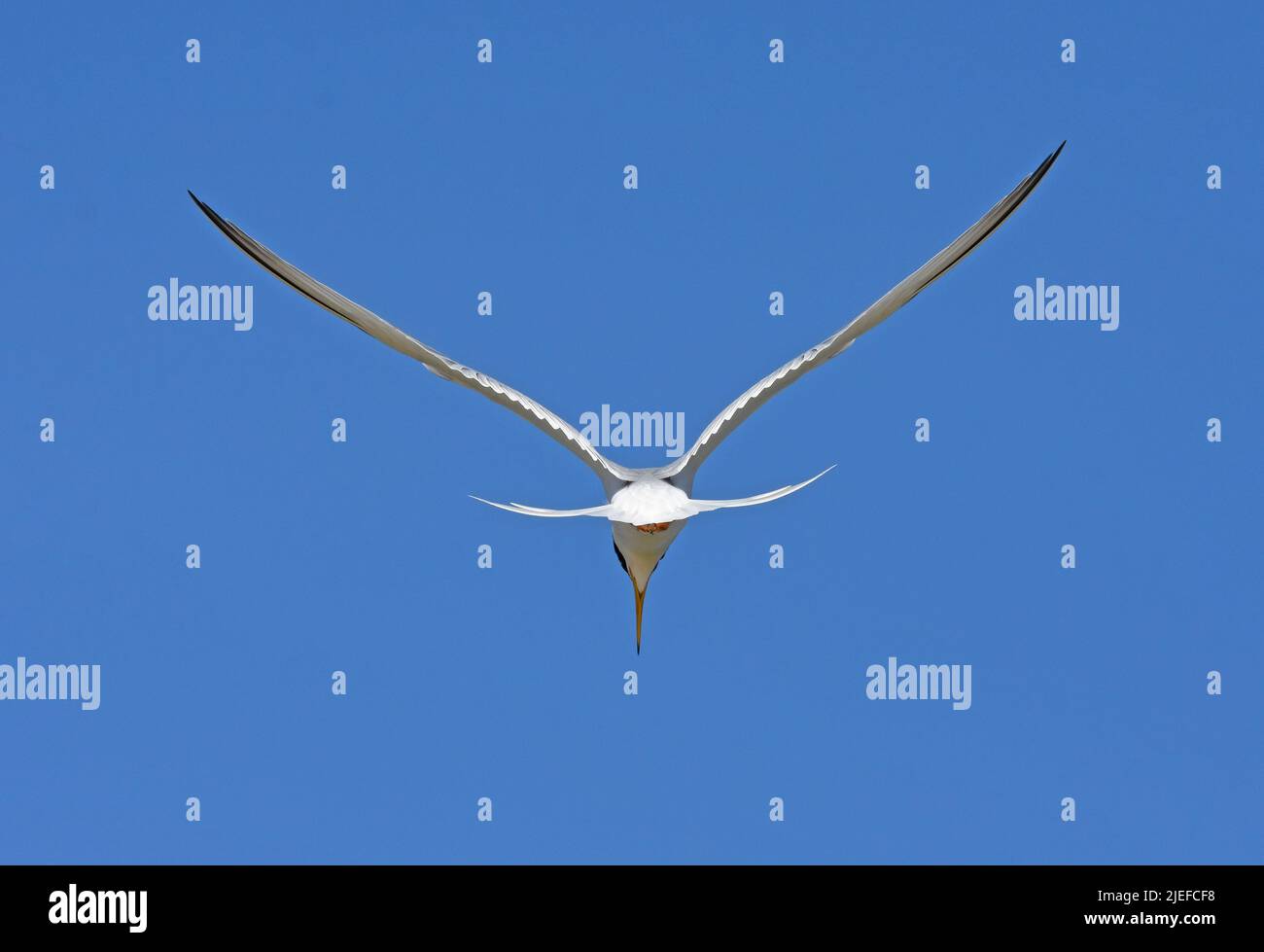 little tern (Sternula albifrons) Stock Photo