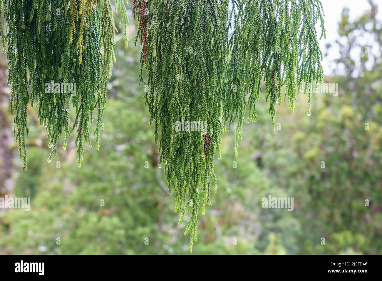 Natural background aerial view with rimu foliage hanging in foreground in New Zealand rain forest of West Coast, New Zealand. Stock Photo