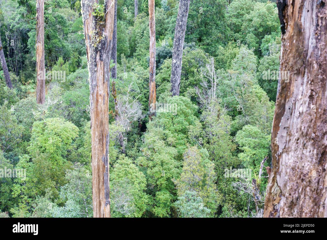 Natural background aerial view New Zealand rain forest of West Coast, New Zealand. Stock Photo