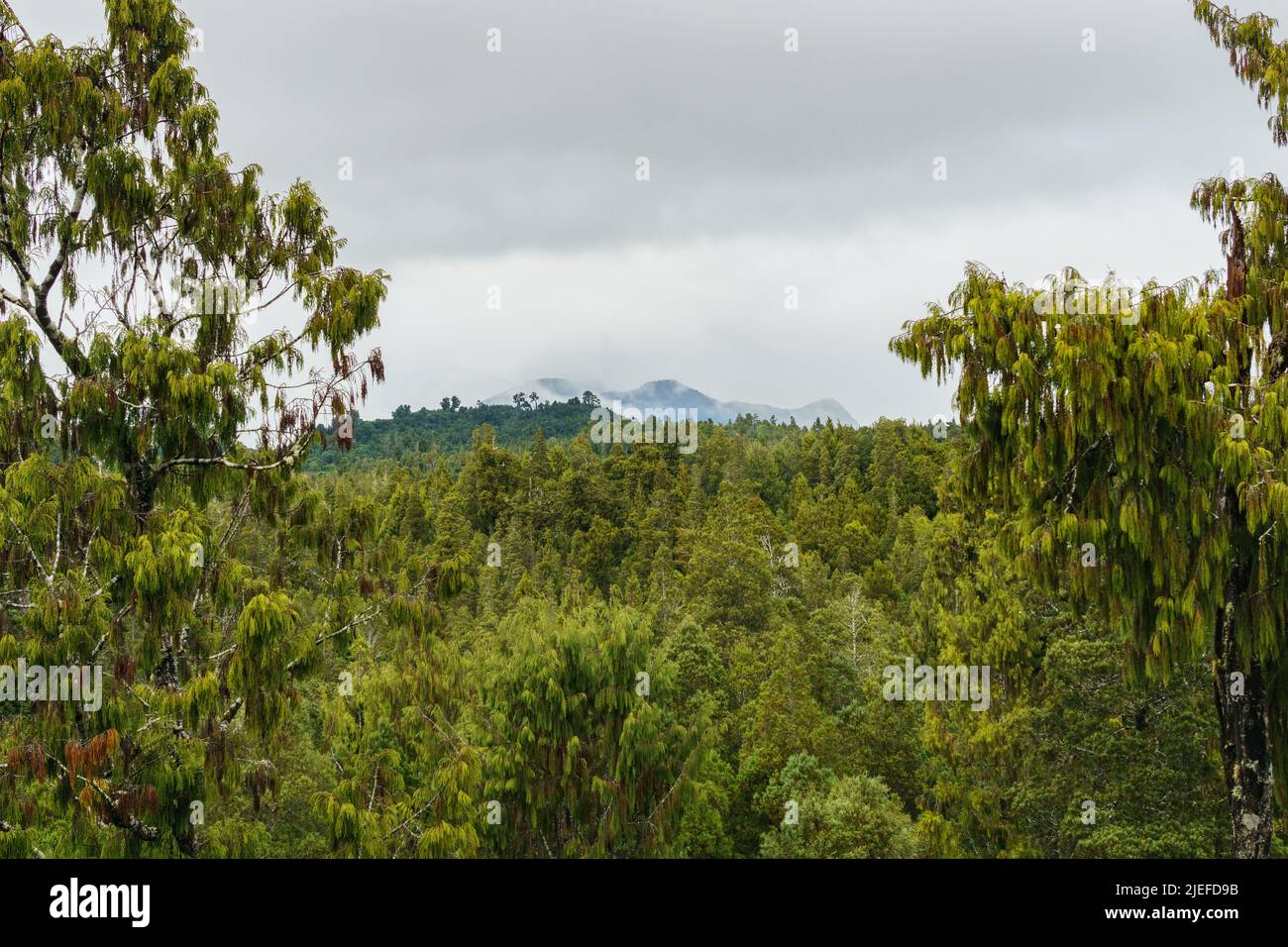 Natural background aerial view over canopy of New Zealand rain forest of West Coast, New Zealand. Stock Photo
