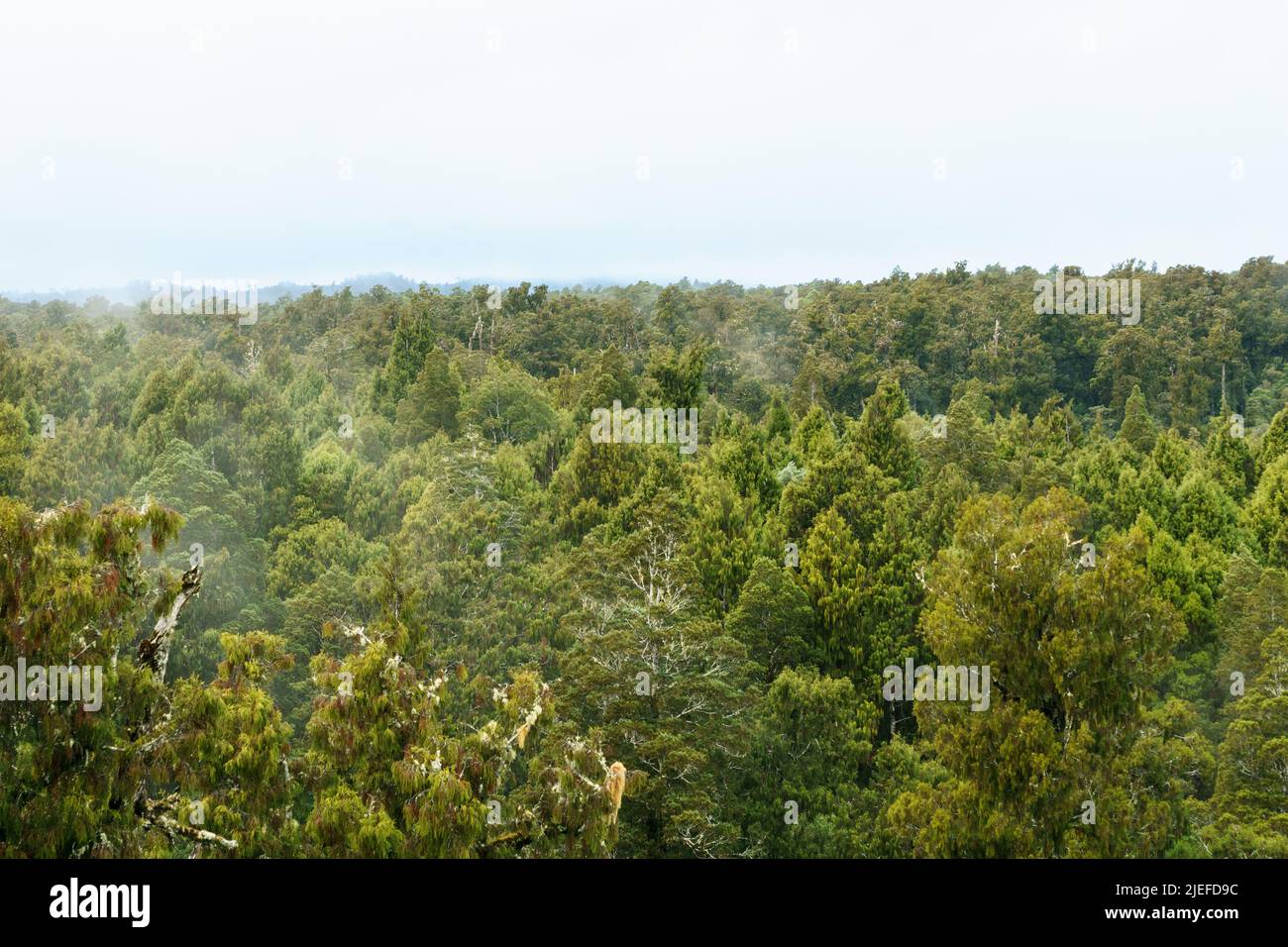 Natural background aerial view New Zealand rain forest of West Coast, New Zealand. Stock Photo
