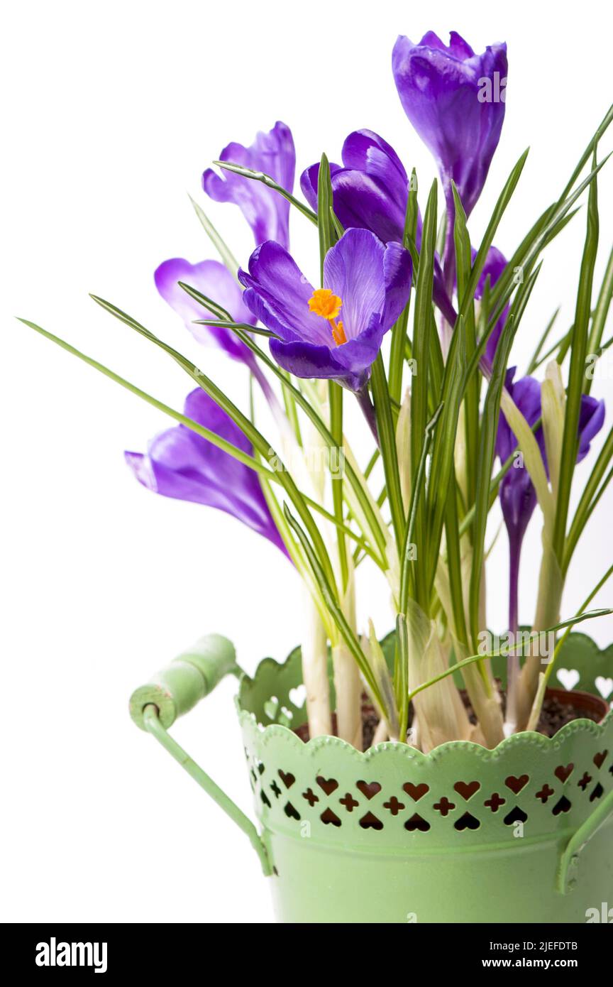 purple spring flowers in a pot on a white Stock Photo Alamy