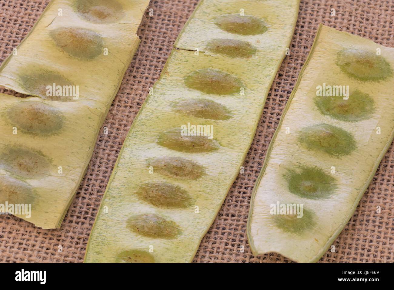 Close up shot of seed pods of a Albizia lebbeck on a rustic fabric background. Stock Photo