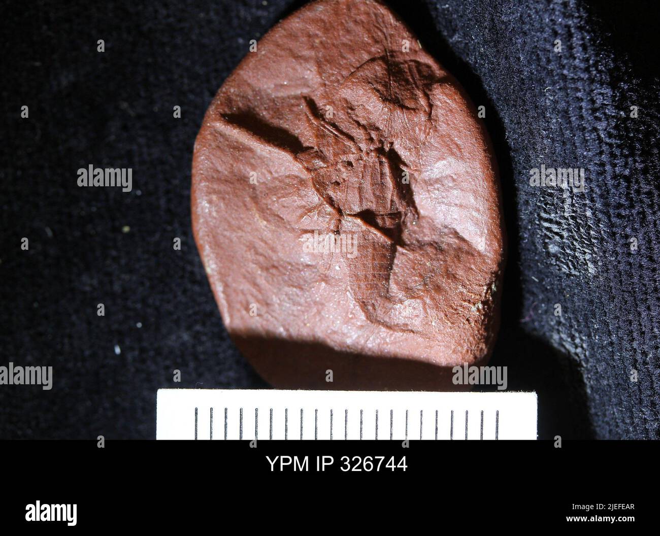 Plesiosiro madeleyi Pocock, 1911 Stock Photo Alamy