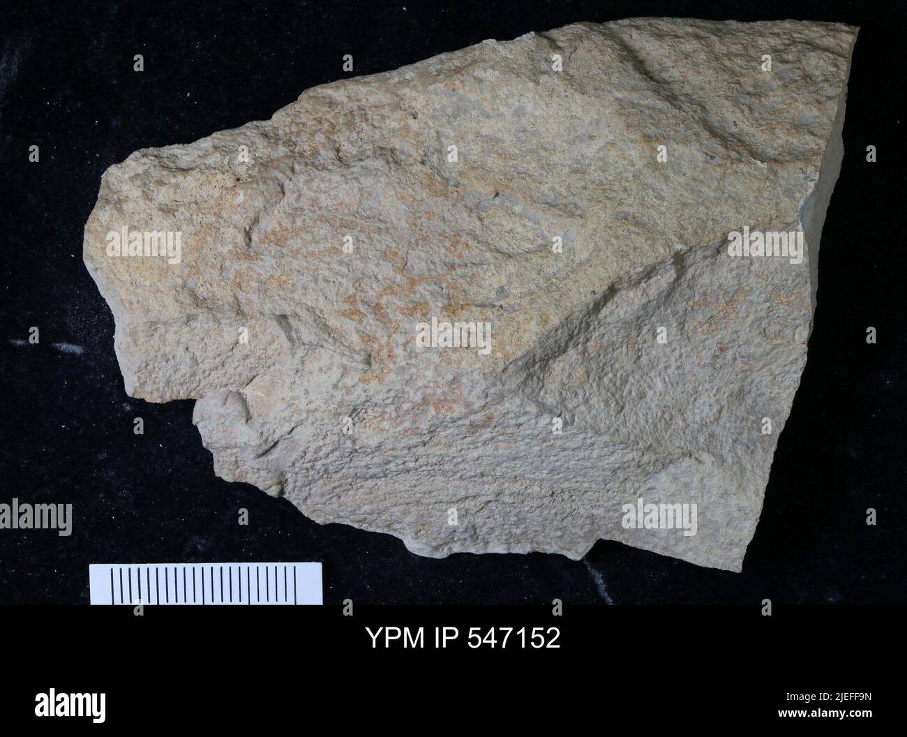 Fossil matrix hi-res stock photography and images - Alamy