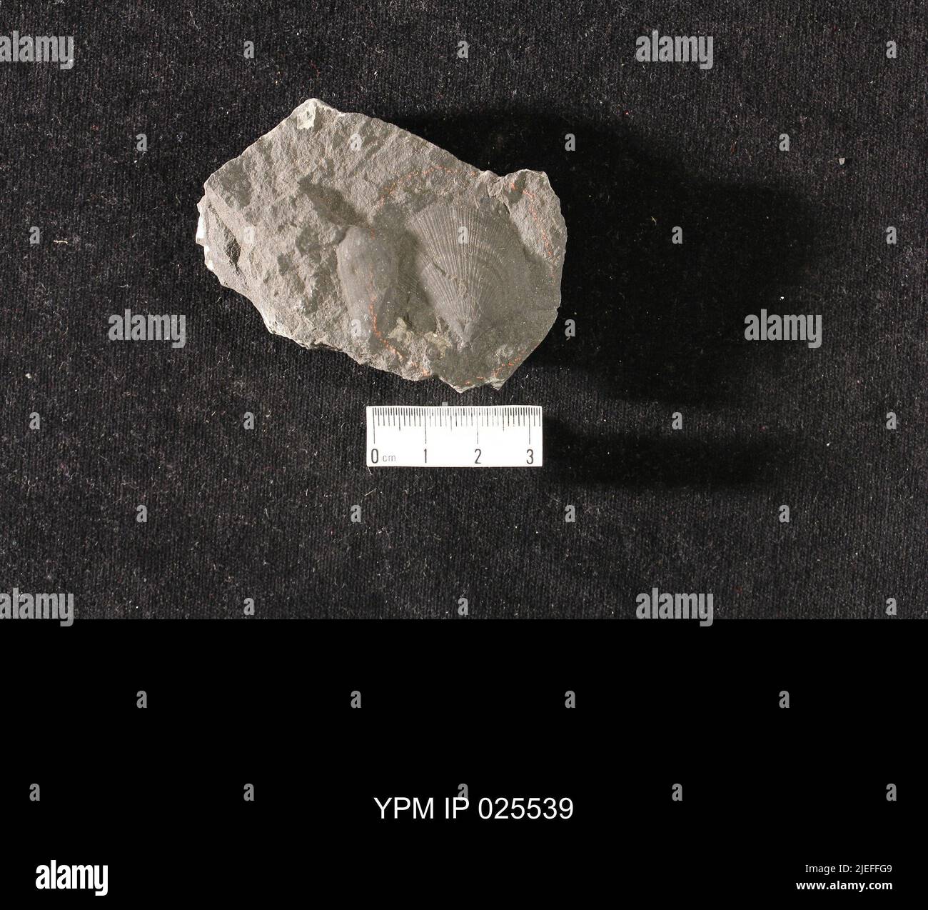 Aviculopecten fasciculatus animalia hires stock photography and images