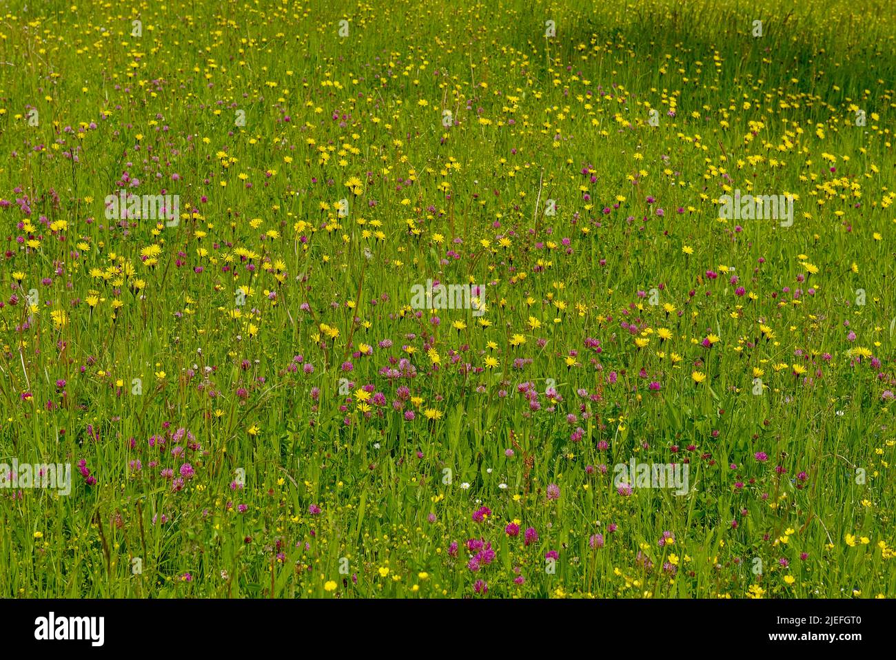 Blumenwiese Stock Photo