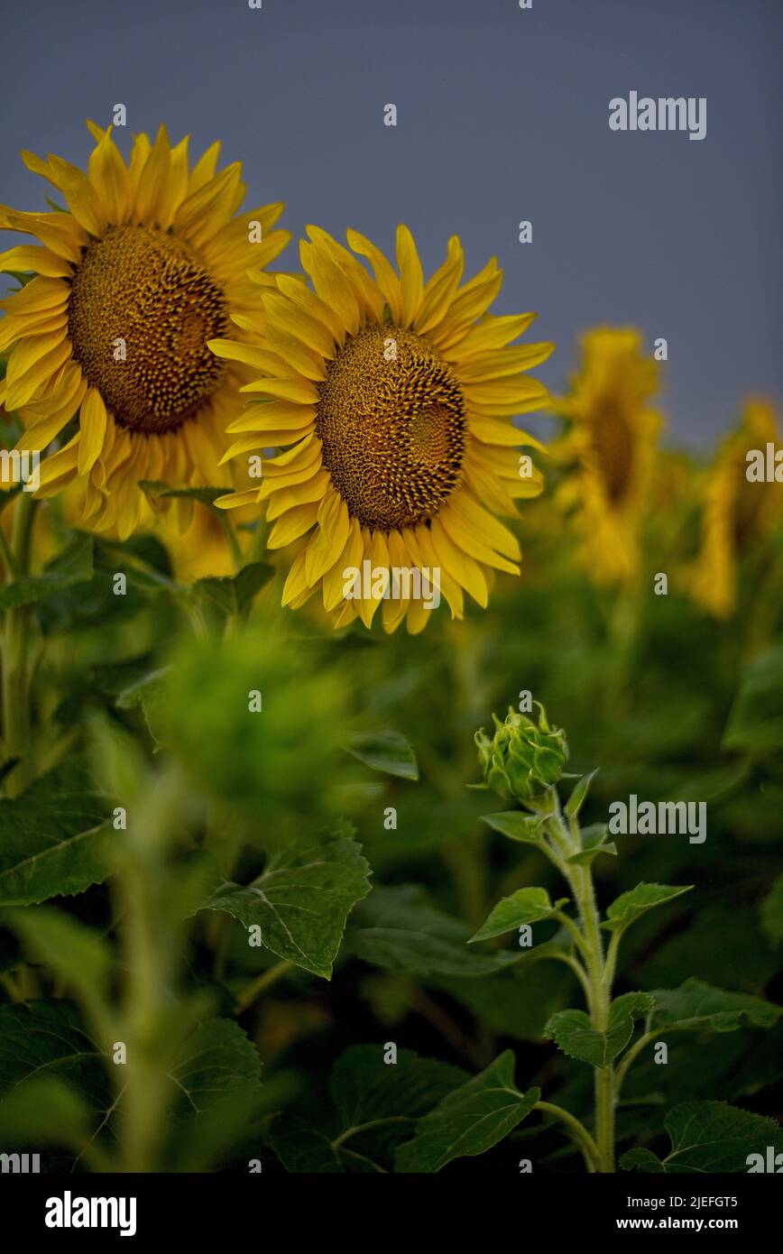 Sonnenblumen Portrait Stock Photo