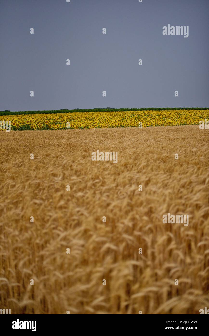 Weizenfelder kurz vor der Ernte Stock Photo