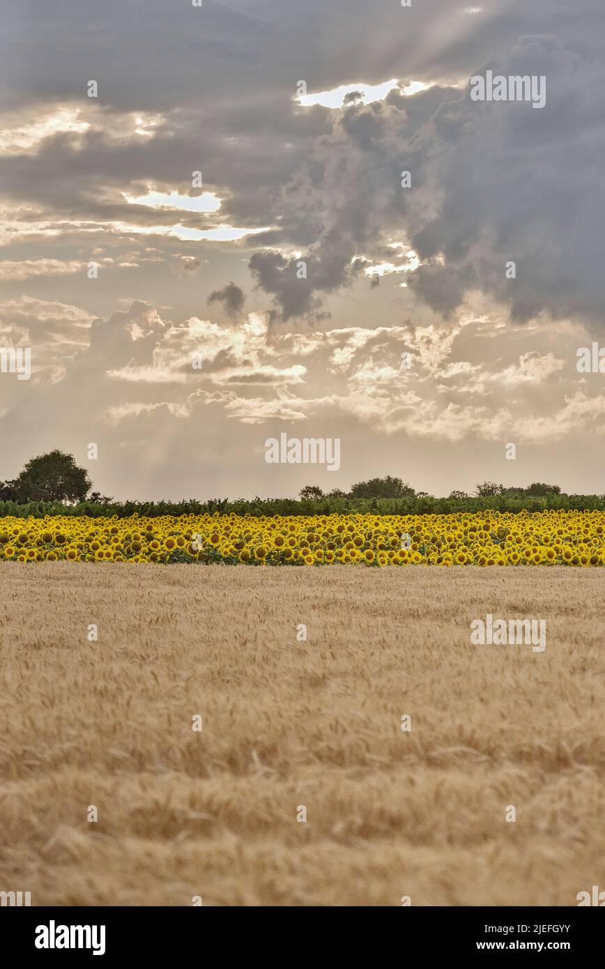 sonnige Weizenfelder mit Wolken Stock Photo