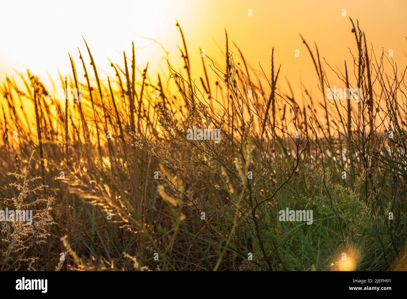 Blowing Reed Background Yellow reed in the field. Bright natural background with sunset ...