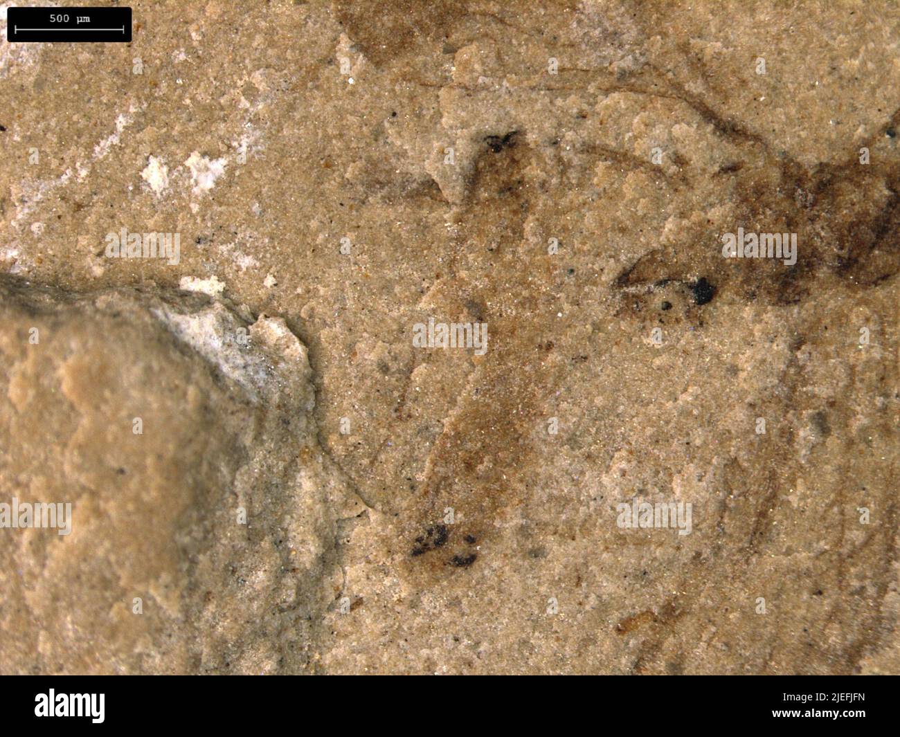 Classification in paleontology hi-res stock photography and images - Alamy