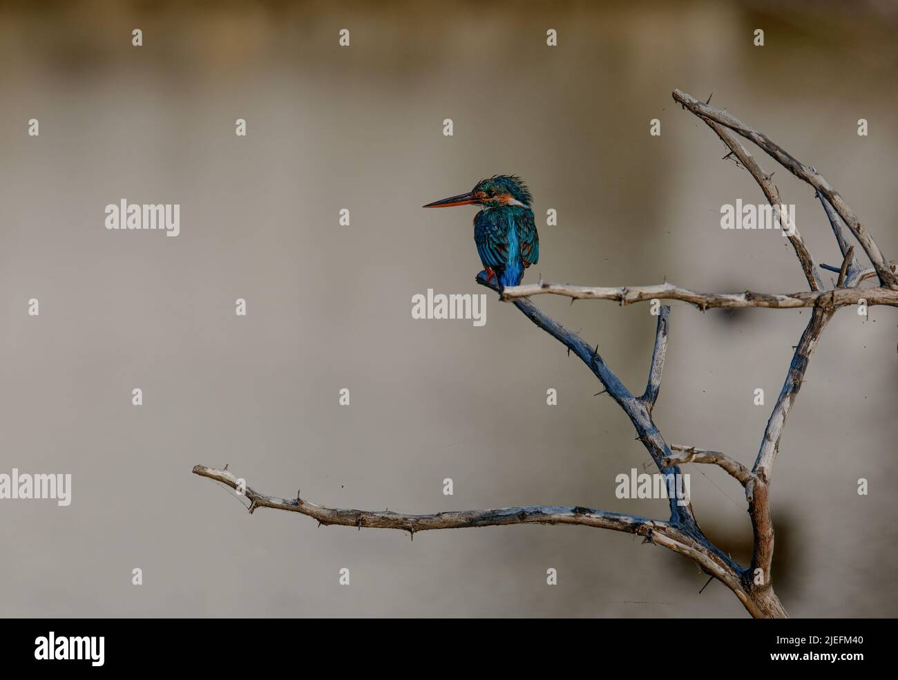 Interested common kingfisher, alcedo atthis, perched in nature. Attractive male bird with bright blue plumage  in spring wilderness. Stock Photo