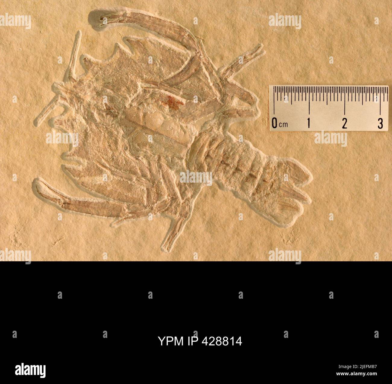 cephalothorax-structure-hi-res-stock-photography-and-images-alamy