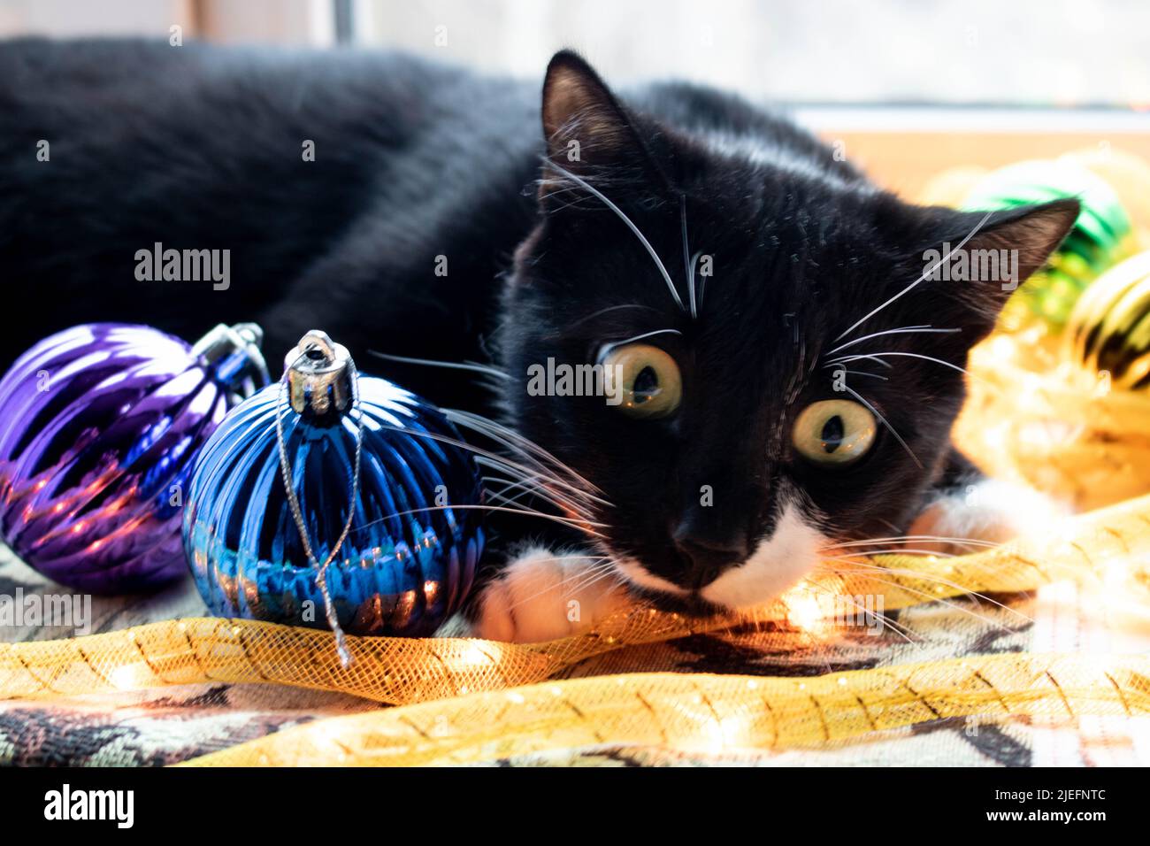 A beautiful black cat poses for a photo while looking out the window