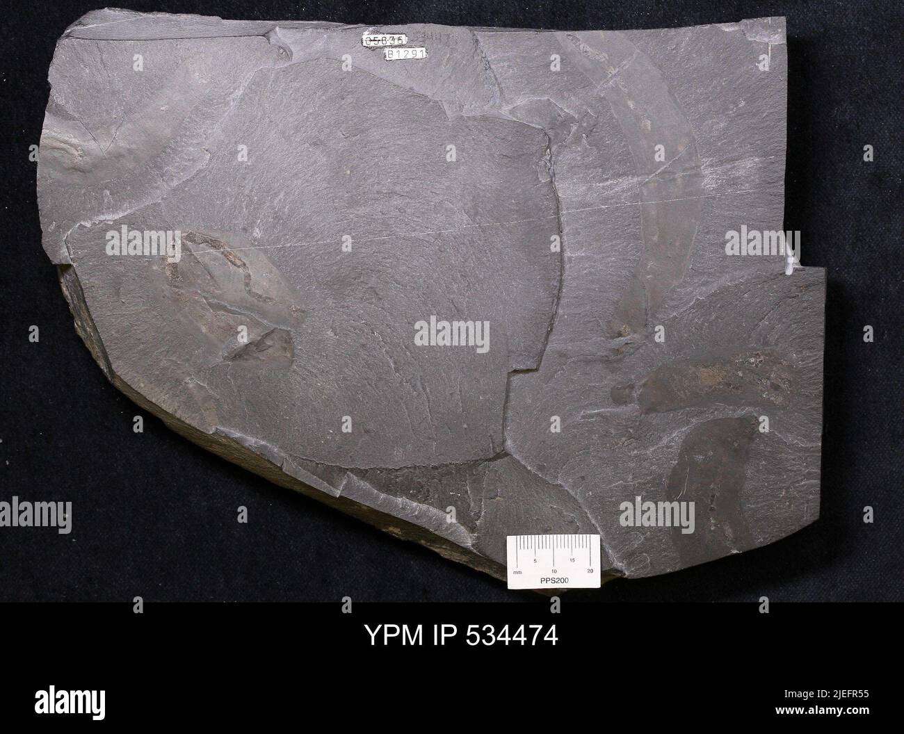 Ottoia hires stock photography and images Alamy