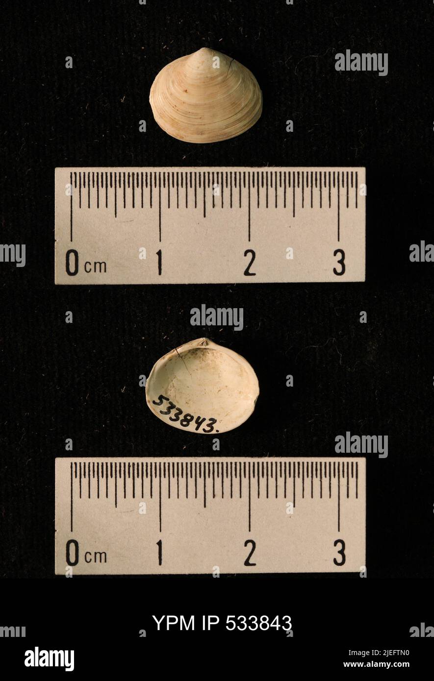 Macoma Shells Macoma shell hi-res stock photography and images - Alamy