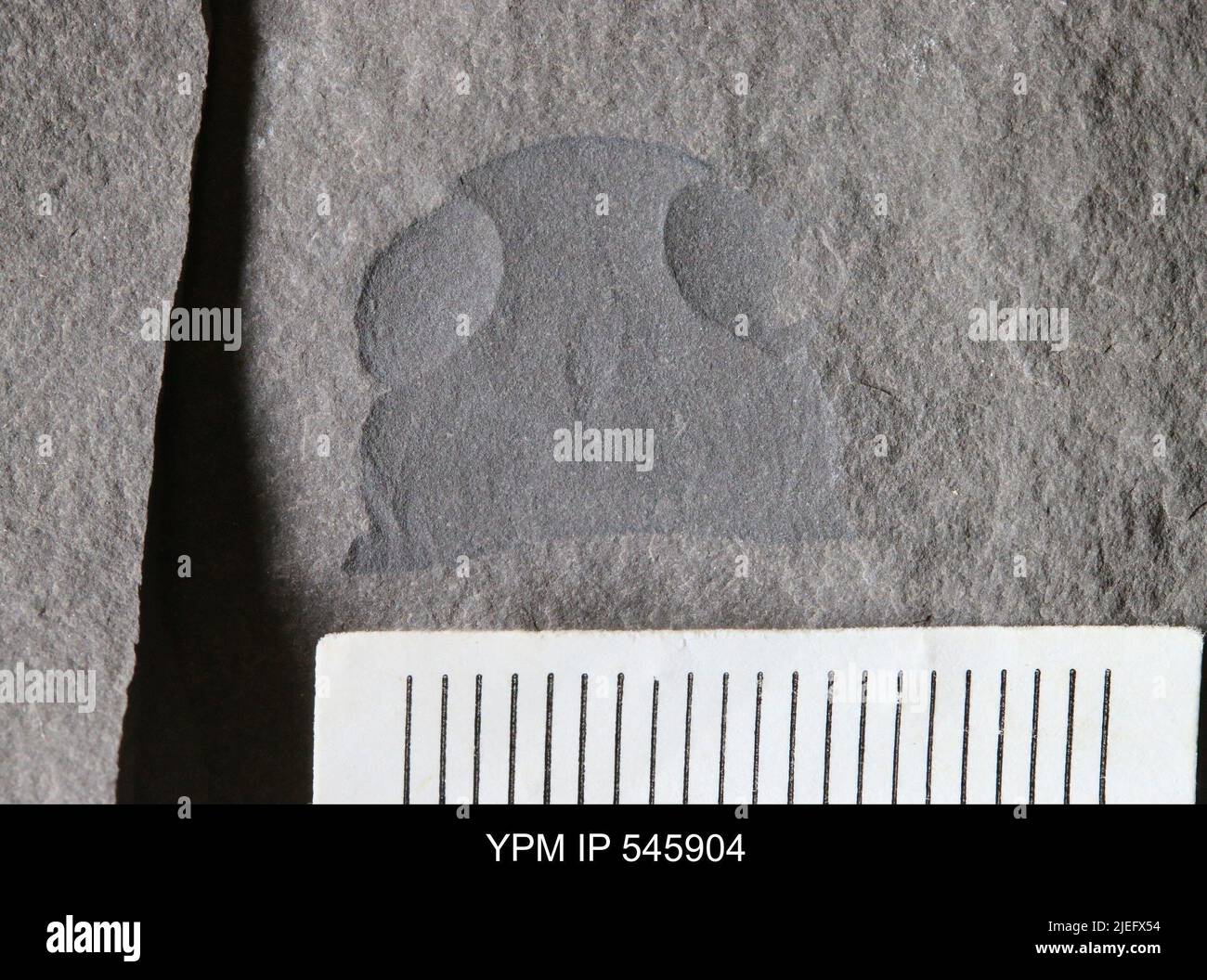 Acutiramus sp animalia hires stock photography and images Alamy