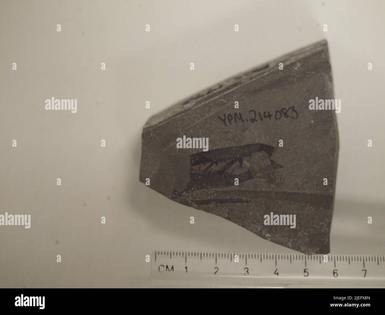 Pterygotus (Acutiramus) macrophthalmus (Hall Stock Photo Alamy