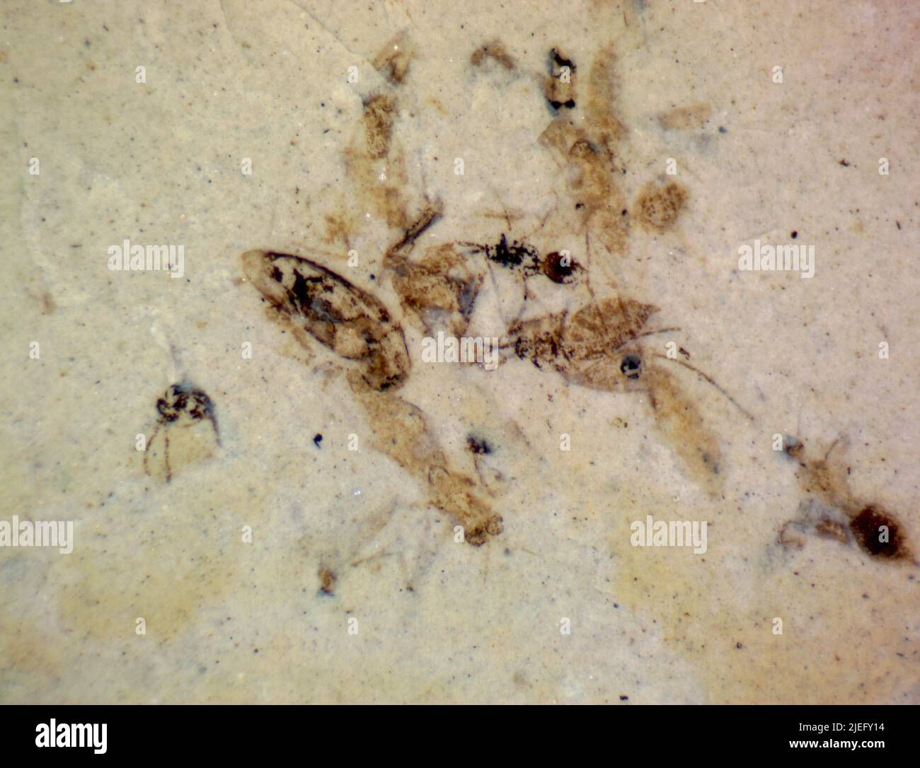 Diptera. Stock Photo