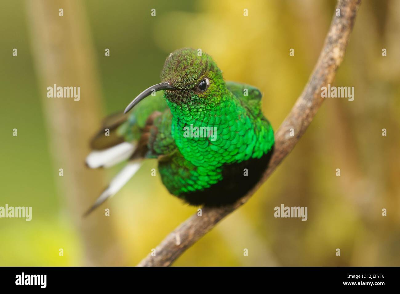 Mountain Velvetbreast - Lafresnaya lafresnayi green hummingbird in brilliants, tribe Heliantheini in subfamily Lesbiinae, found in Colombia, Ecuador, Stock Photo