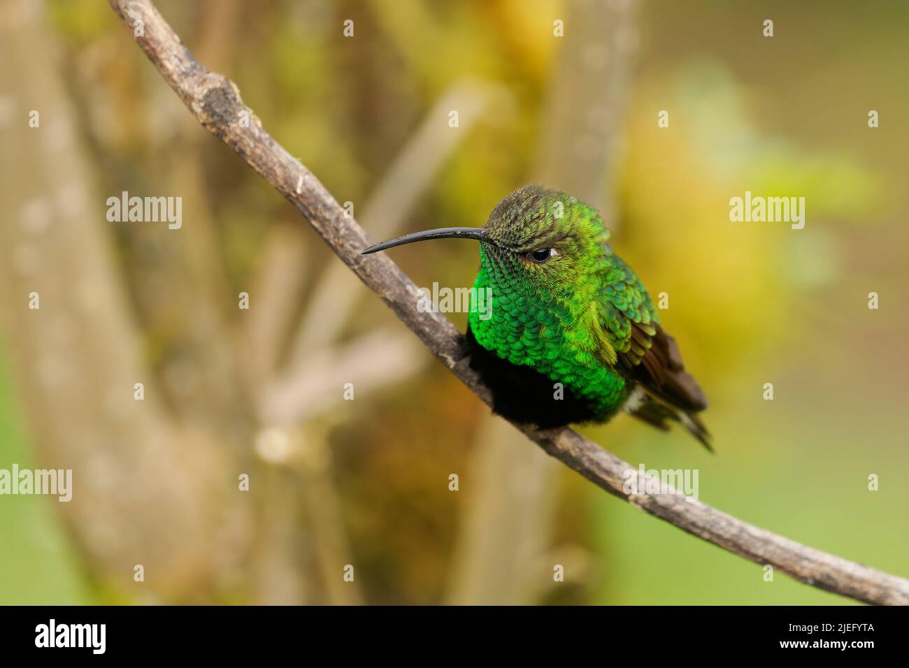 Mountain Velvetbreast - Lafresnaya lafresnayi green hummingbird in brilliants, tribe Heliantheini in subfamily Lesbiinae, found in Colombia, Ecuador, Stock Photo