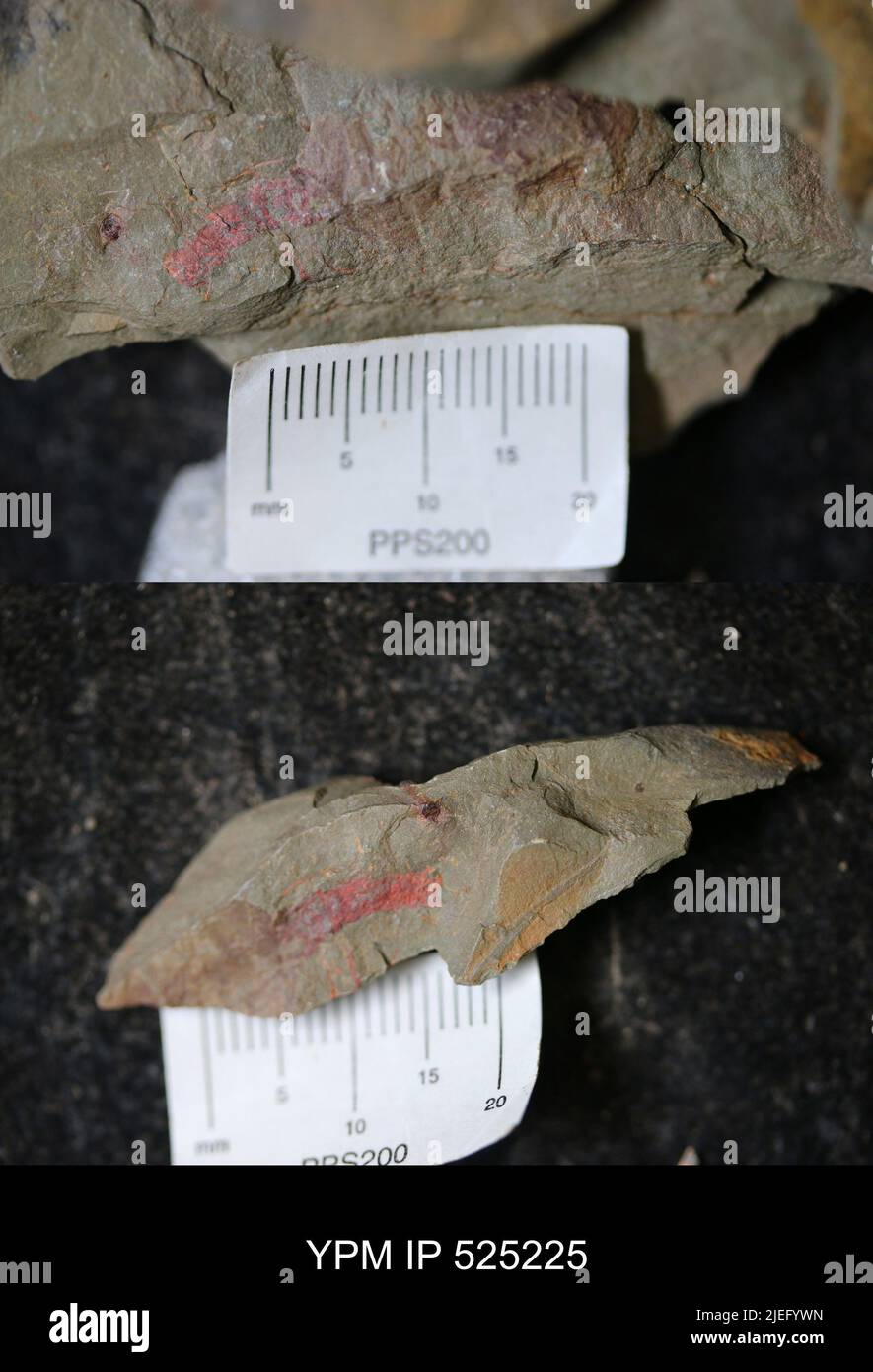 Phylum arthropoda classification hi-res stock photography and images ...