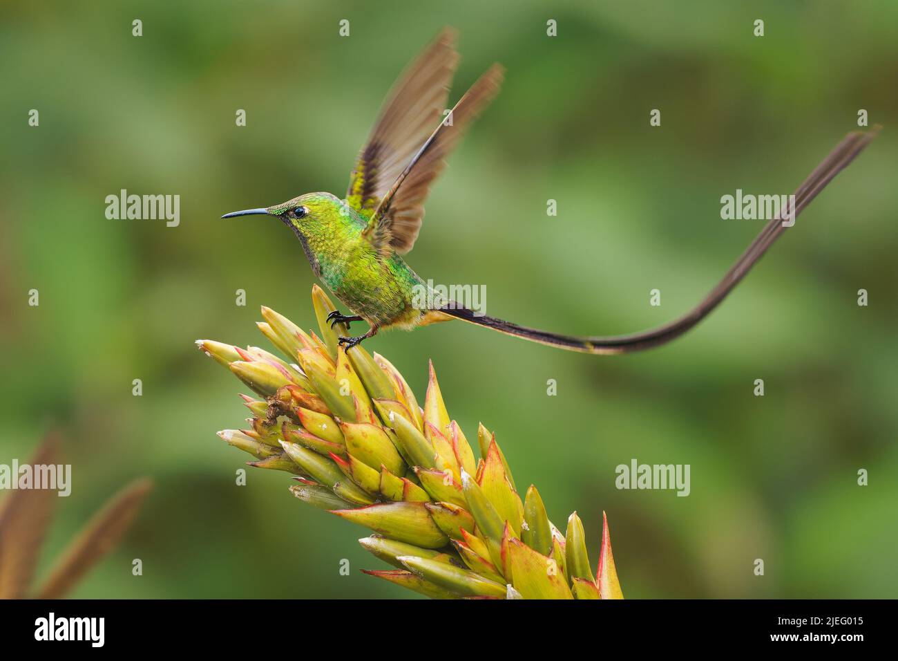 Black-tailed Trainbearer - Lesbia victoriae hummingbird in Trochilidae, in high altitudes in Colombia, Ecuador and Peru, habitats are subtropical or t Stock Photo