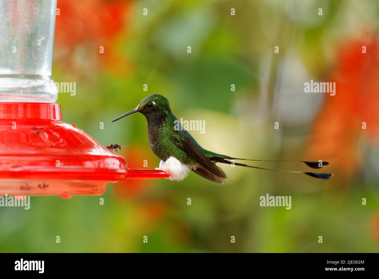 White-booted Racket-tail - Ocreatus underwoodii green bird of hummingbird in the brilliants, tribe Heliantheini in Lesbiinae, found in Colombia, Ecuad Stock Photo