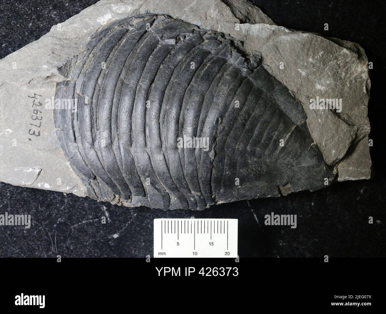 Trimerus sp animalia hires stock photography and images Alamy