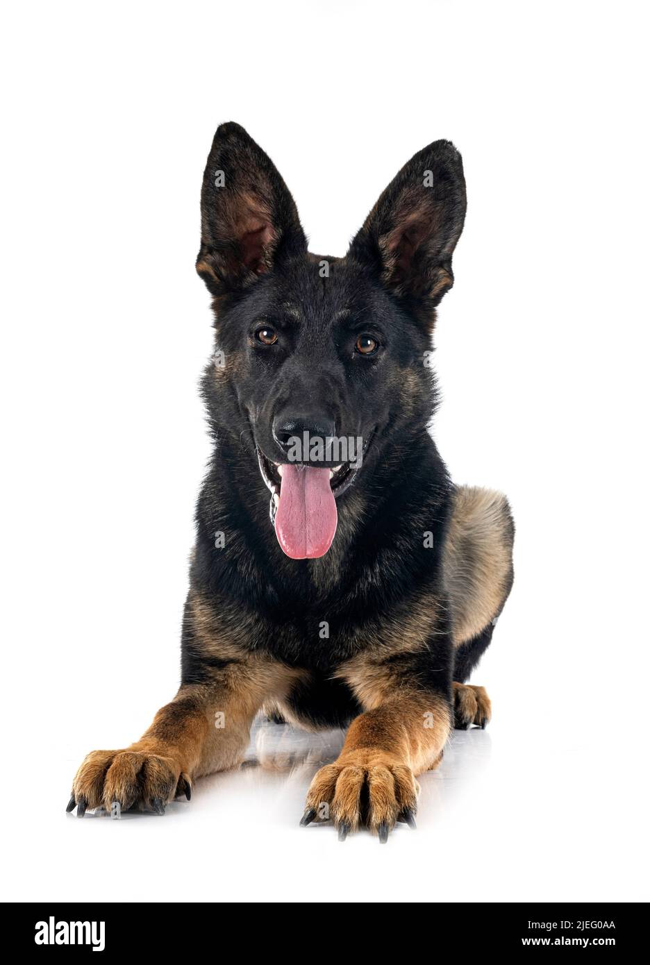 Photo inspiration: Chocolate Consumed By Young German Shepherds Reference: Young German Shepherd In Front Of White Background Stock Photo