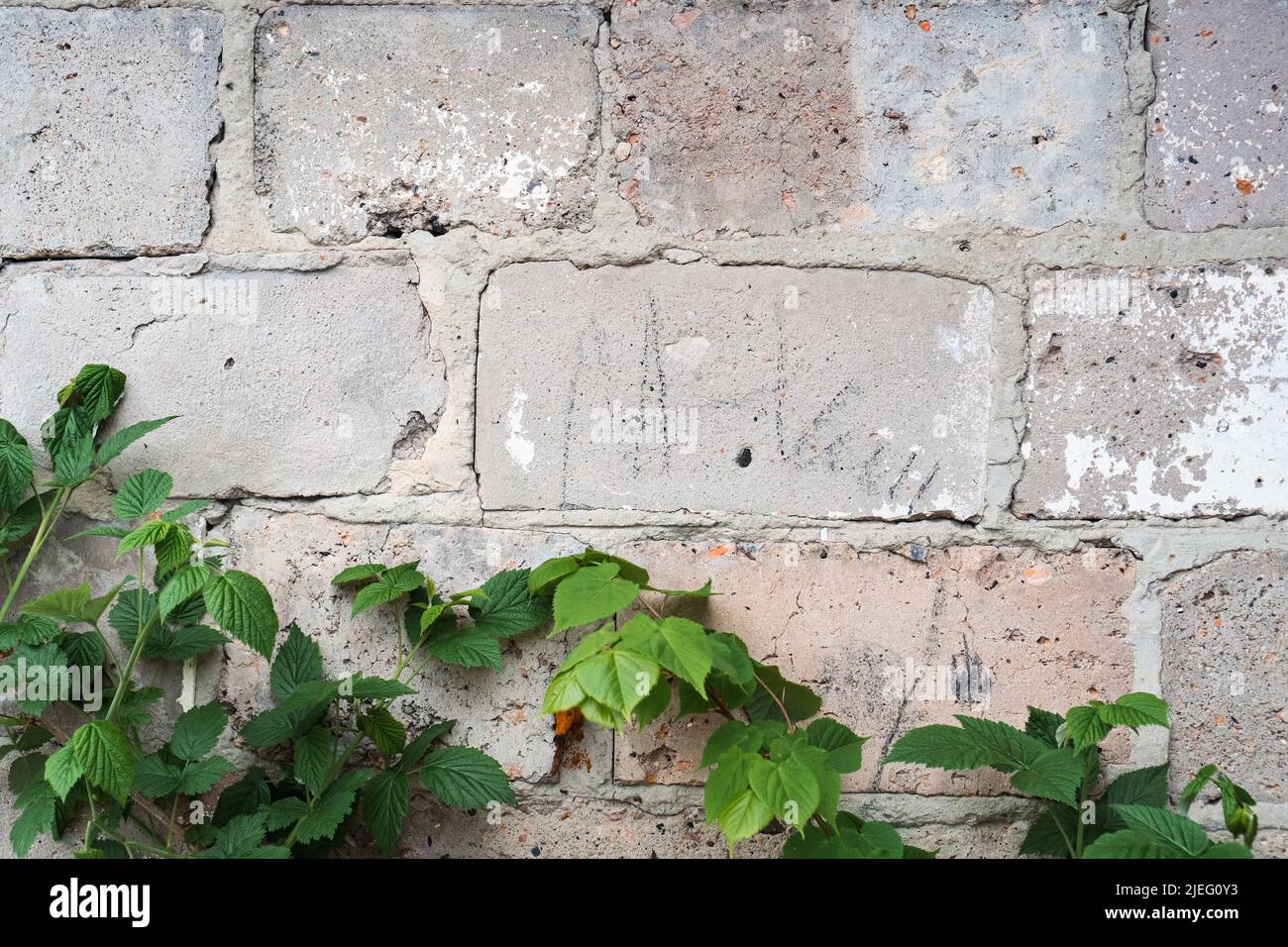 Rough concrete gray brick wall with hanging green leaves of grape vine. Texture with copy space Stock Photo