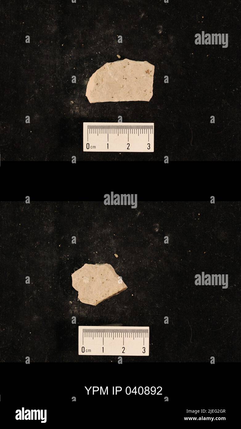 Elmer Insect Liomopteridae. IPB.05168: Kansas. Dickinson County. Elmo. upper 2 ...
