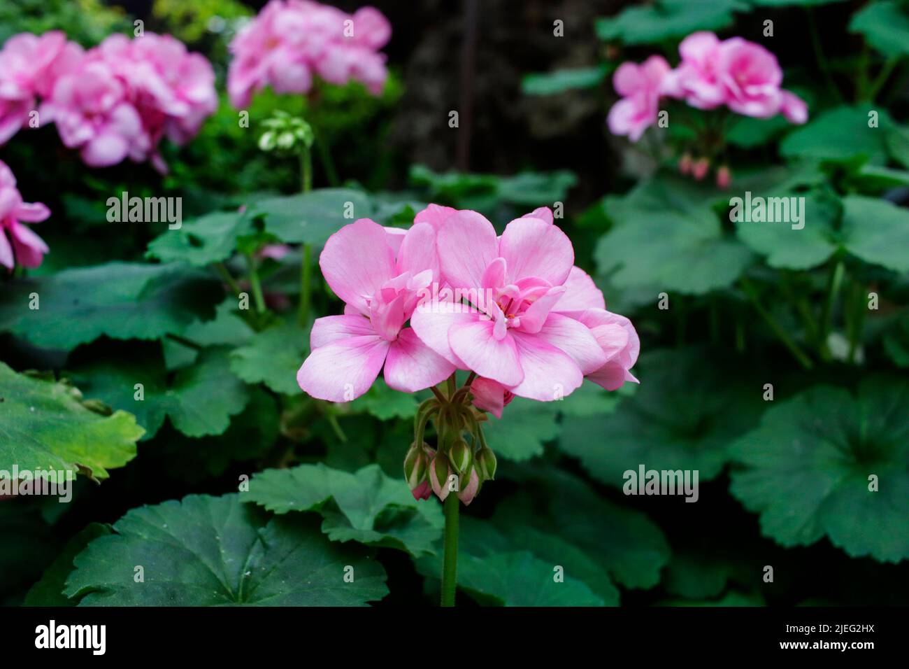 Pink Garden Geranium Flower Stock Photo