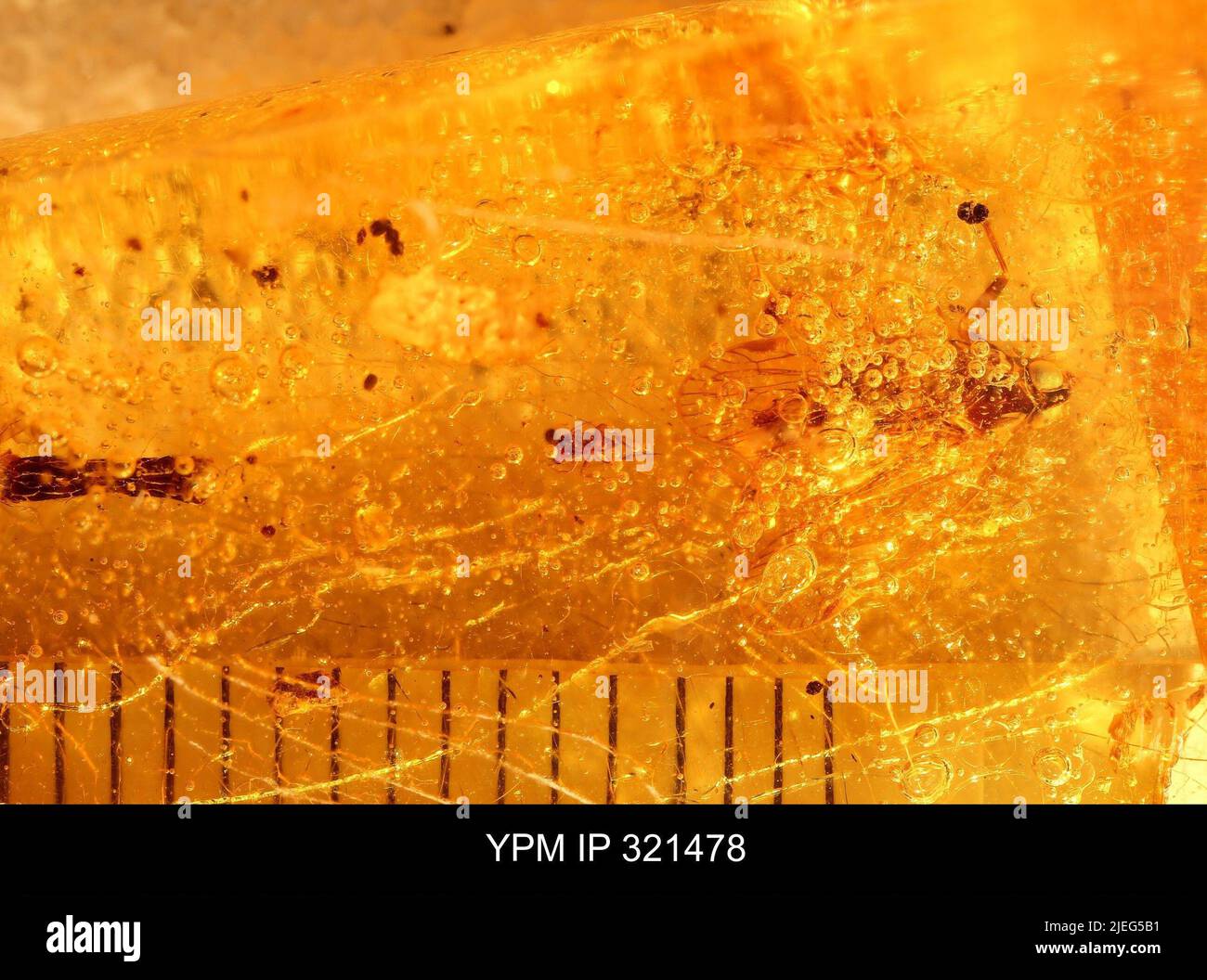 Pyraloidea hi-res stock photography and images - Alamy