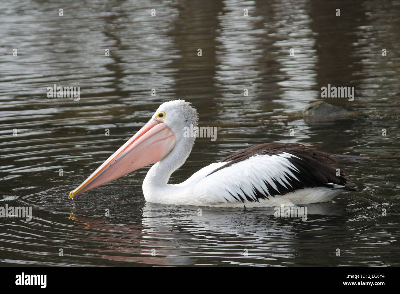 Pelican on water Stock Photo