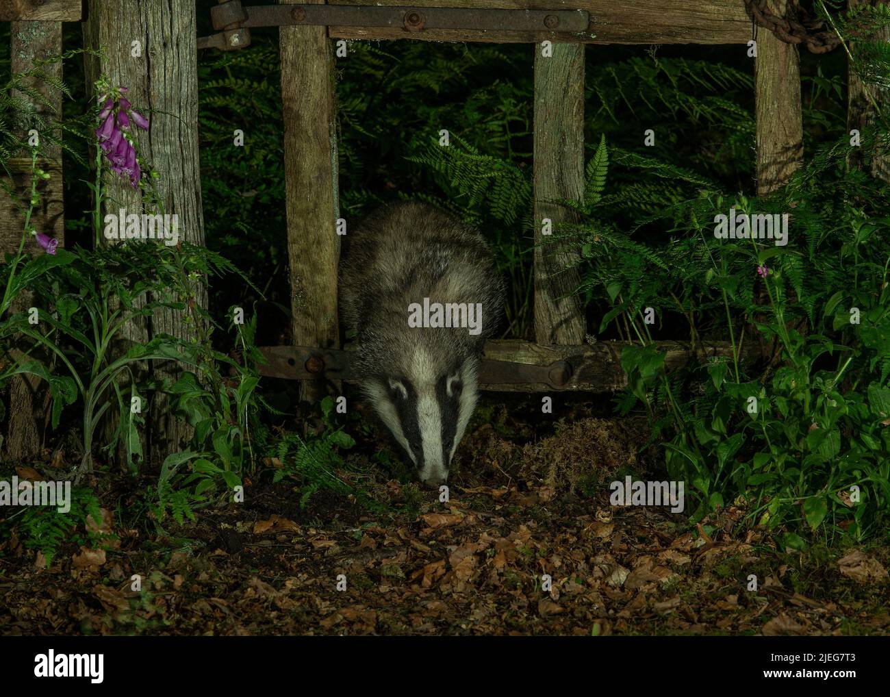 Badger (Meles meles), young cub climbing through wooden gate, in ...
