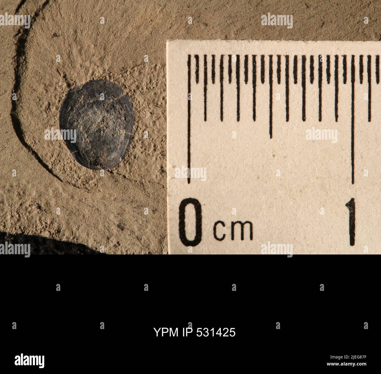 Lingula spatulata Vanuxem, 1842. Stock Photo