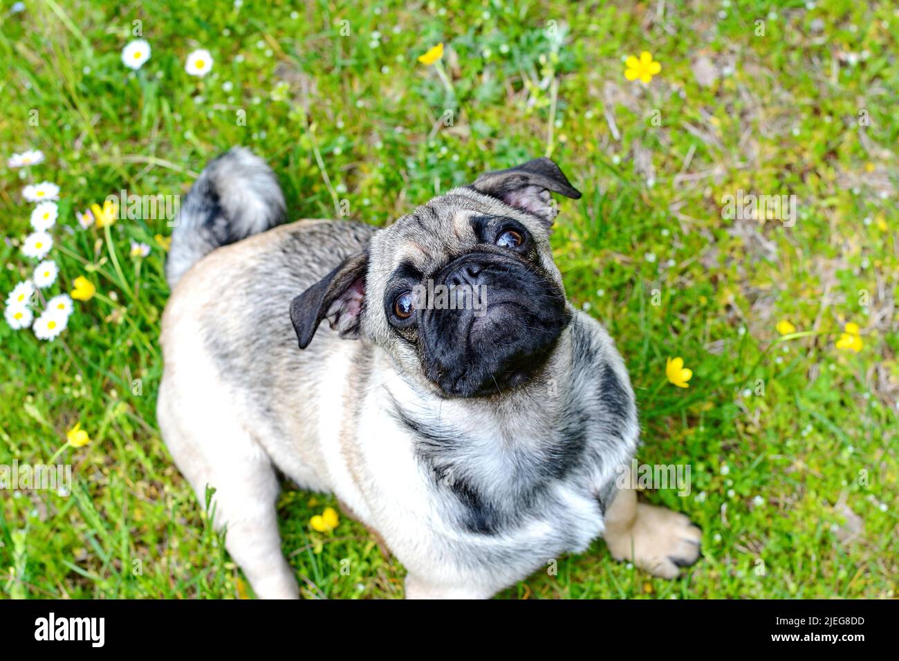 Healthy purebred dog photographed outdoors in the nature on a sunny day ...