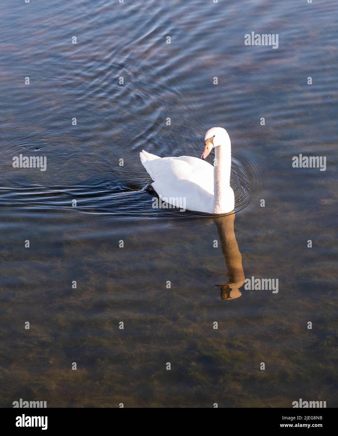 whooper swan with neck and head mirroirn on watergound Stock Photo