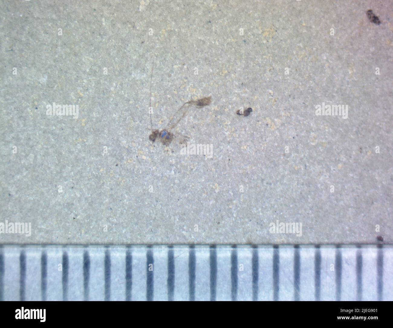 Undet pterygota animalia hires stock photography and images Alamy